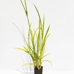 TALL FLATSEDGE